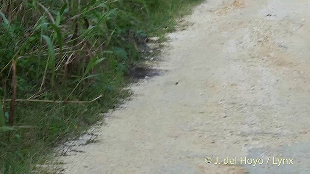 Glossy Swiftlet - ML201410501