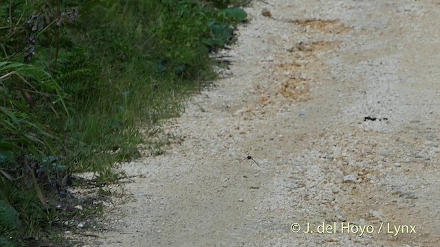 Glossy Swiftlet - ML201410511