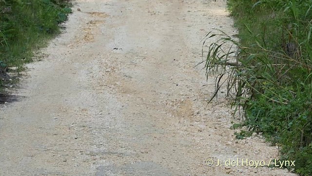 Glossy Swiftlet - ML201410521