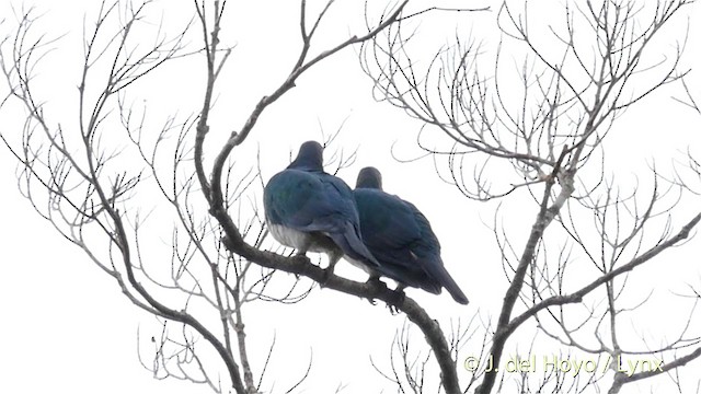 Spectacled Imperial-Pigeon - ML201410541