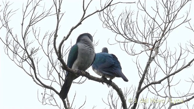 Spectacled Imperial-Pigeon - ML201410551