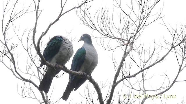 Spectacled Imperial-Pigeon - ML201410561