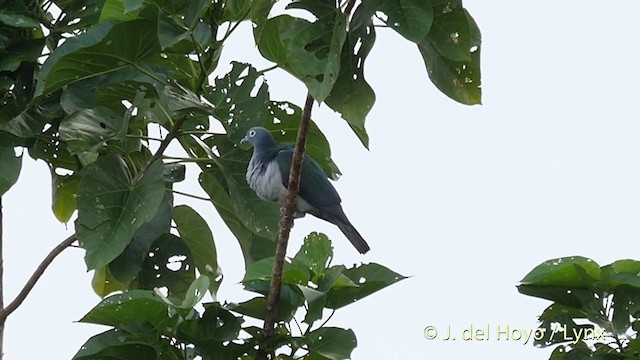 Spectacled Imperial-Pigeon - ML201410571