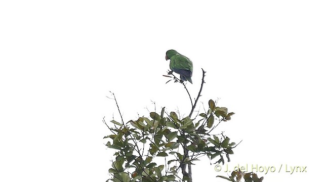 Moluccan Eclectus - ML201410581