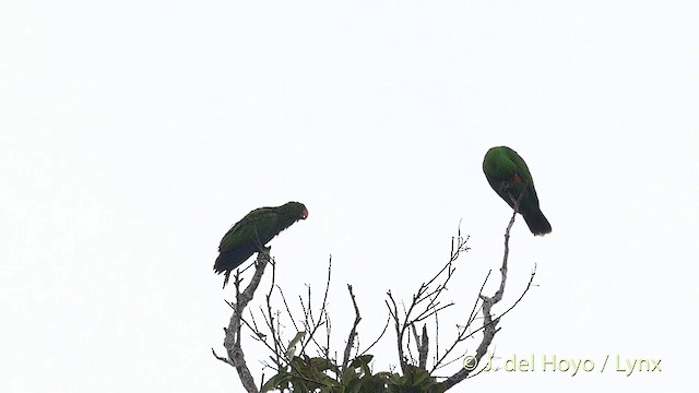 Moluccan Eclectus - ML201410591