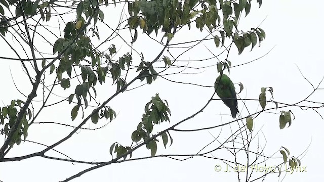 Moluccan Eclectus - ML201410601