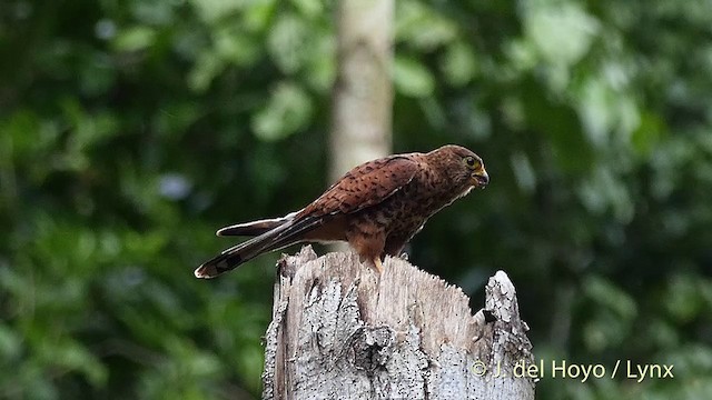 Spotted Kestrel - ML201410611