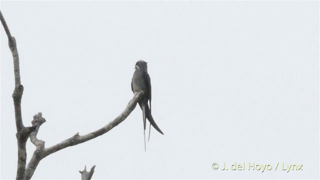 Moustached Treeswift - ML201410661