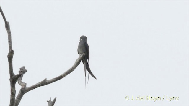 シラヒゲカンムリアマツバメ - ML201410661