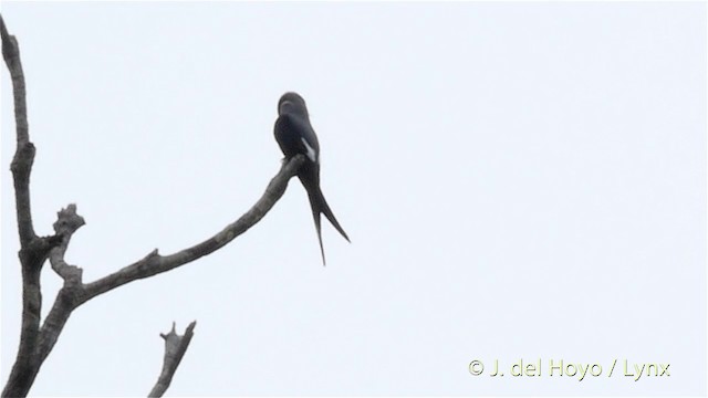 シラヒゲカンムリアマツバメ - ML201410671