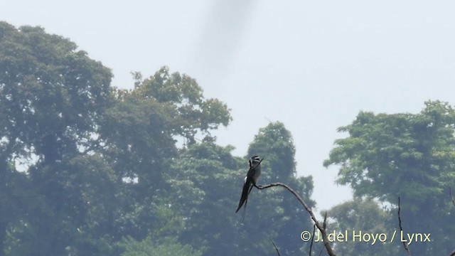 シラヒゲカンムリアマツバメ - ML201410691