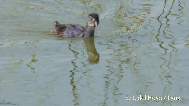 Western Swamphen - ML201410811