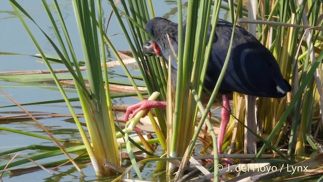 Western Swamphen - ML201410831