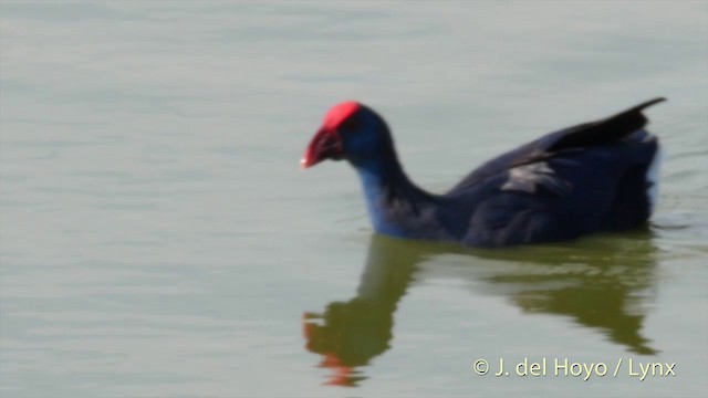 Western Swamphen - ML201410851