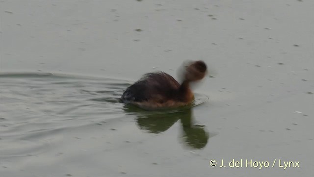 カイツブリ（ruficollis グループ） - ML201410861