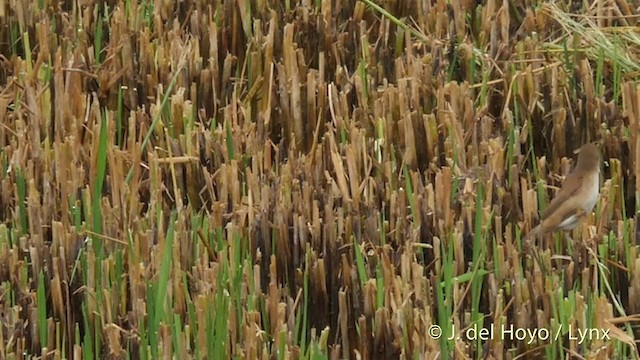 Zitting Cisticola (Western) - ML201410911