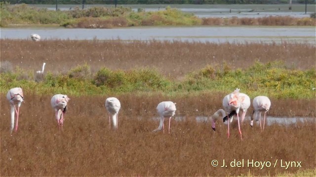 Greater Flamingo - ML201410961