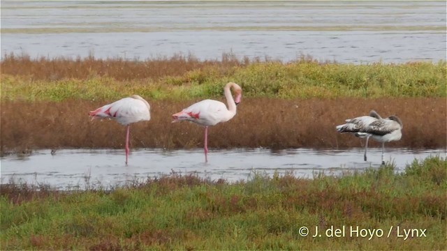 Greater Flamingo - ML201410971