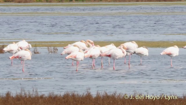 Greater Flamingo - ML201410981