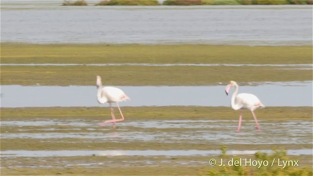 Greater Flamingo - ML201411001