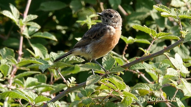 European Stonechat - ML201411081