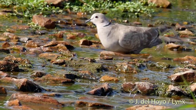 Eurasian Collared-Dove - ML201411241