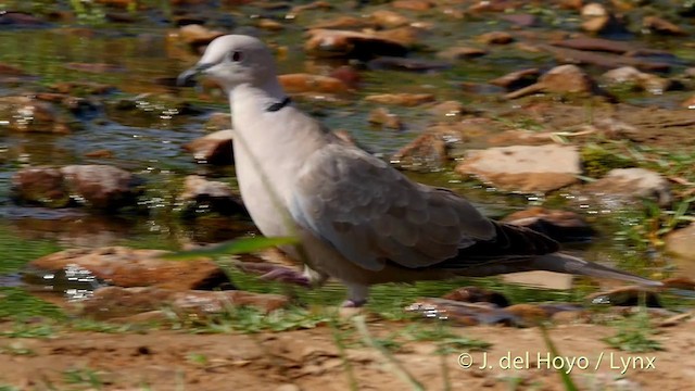 Eurasian Collared-Dove - ML201411251