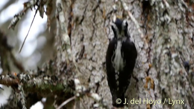 Dreizehenspecht [tridactylus-Gruppe] - ML201411271