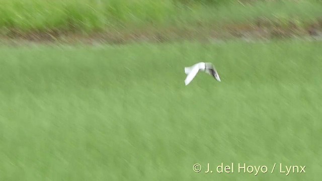 Mouette rieuse - ML201411291