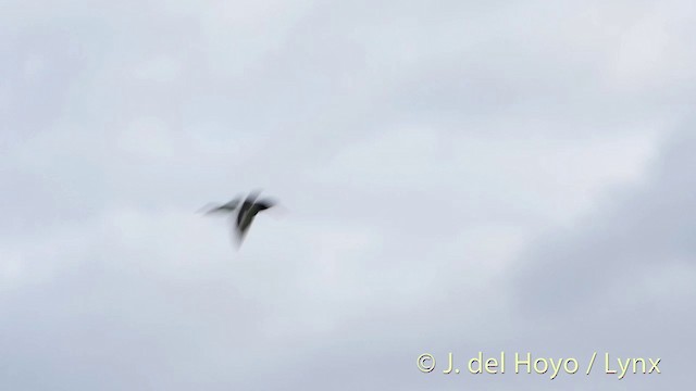 Eurasian Oystercatcher (Western) - ML201411311