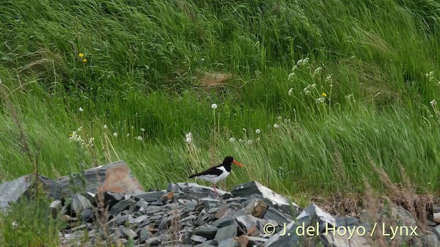 Eurasian Oystercatcher (Western) - ML201411321