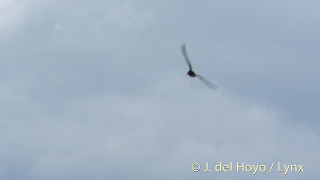 Eurasian Oystercatcher (Western) - ML201411341