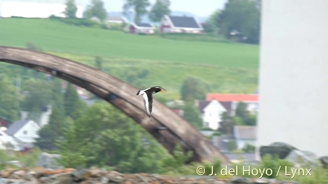 Eurasian Oystercatcher (Western) - ML201411351