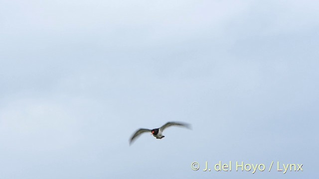 Eurasian Oystercatcher (Western) - ML201411361