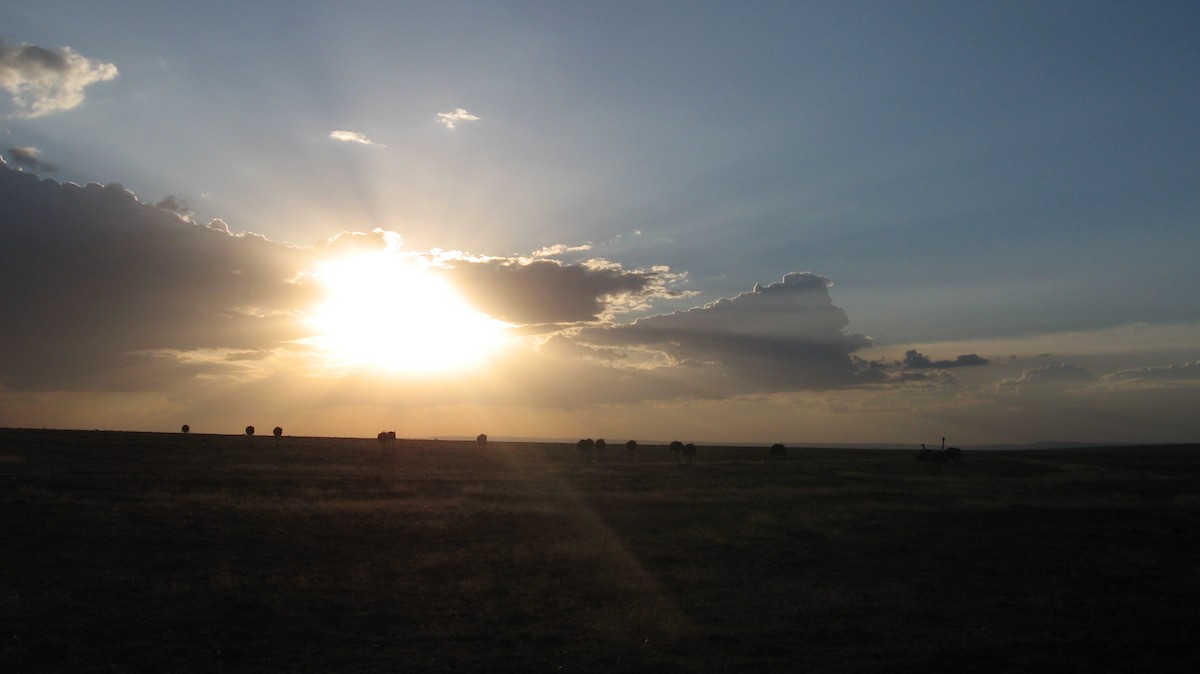 Common Ostrich - Dan Scheiman