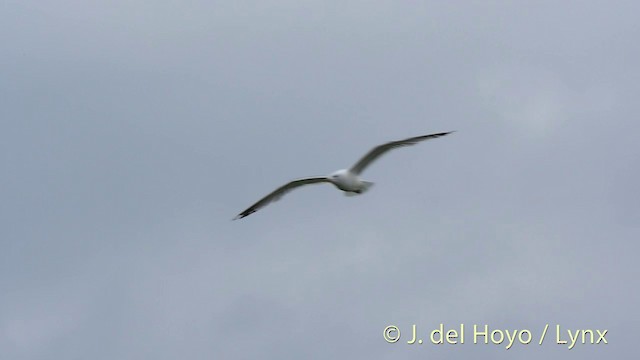 Common Gull (European) - ML201411411