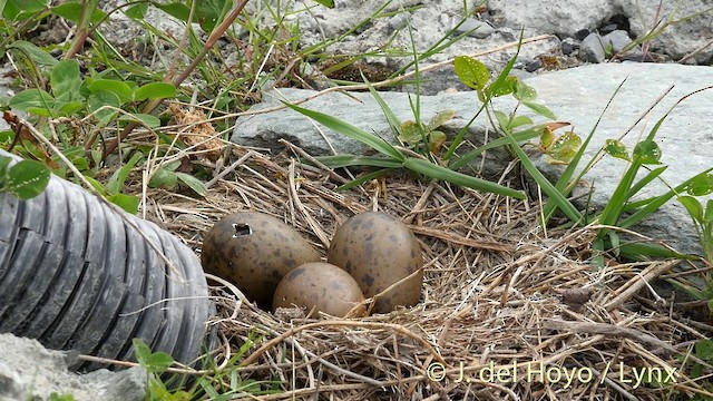 Gaviota Cana (europea) - ML201411421