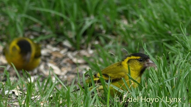 Eurasian Siskin - ML201411471