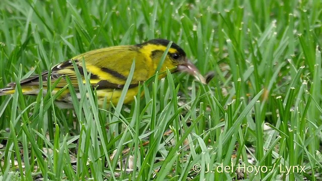 Eurasian Siskin - ML201411491