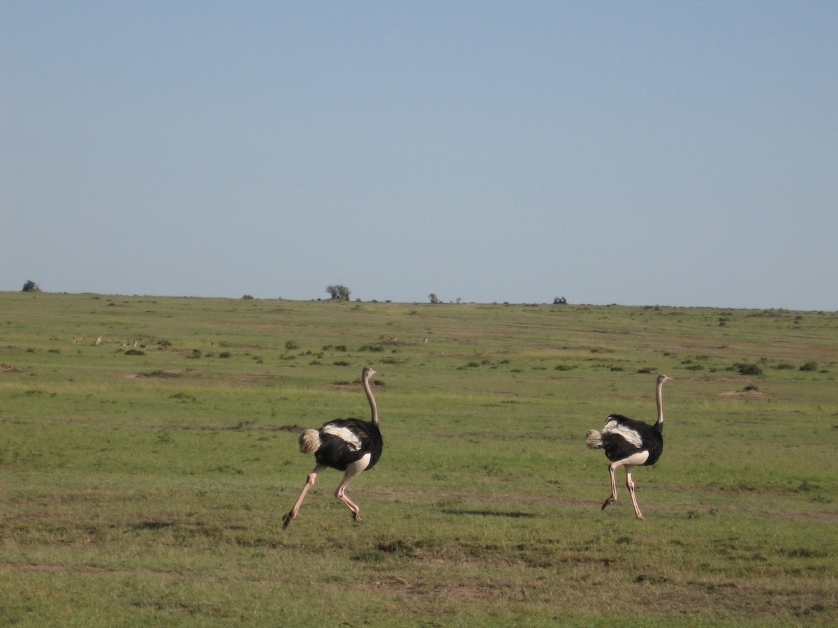 Common Ostrich - Dan Scheiman