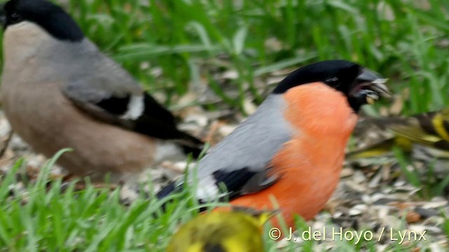 Eurasian Bullfinch (Eurasian) - ML201411521