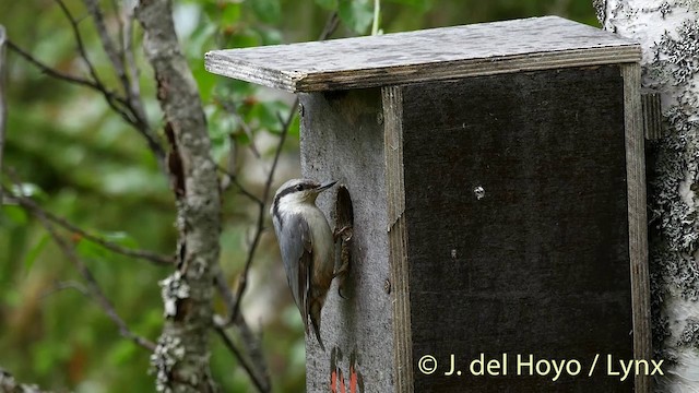 Eurasian Nuthatch (Western) - ML201411541