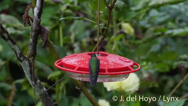 Violet-tailed Sylph - ML201411621