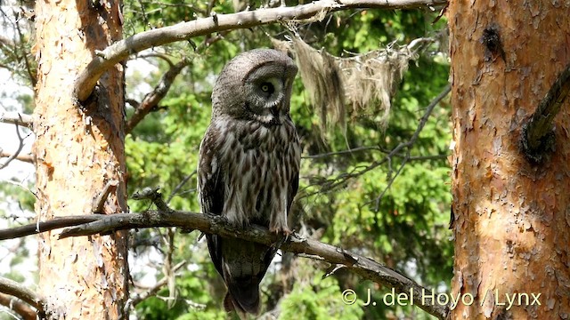 Great Gray Owl (Lapland) - ML201411631