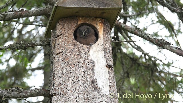 Boreal Owl (Tengmalm's) - ML201411761