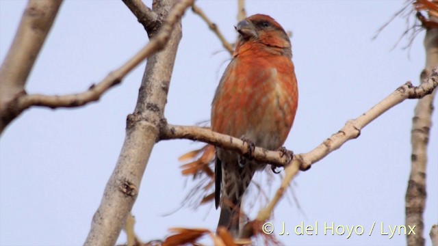 Red Crossbill - ML201411931