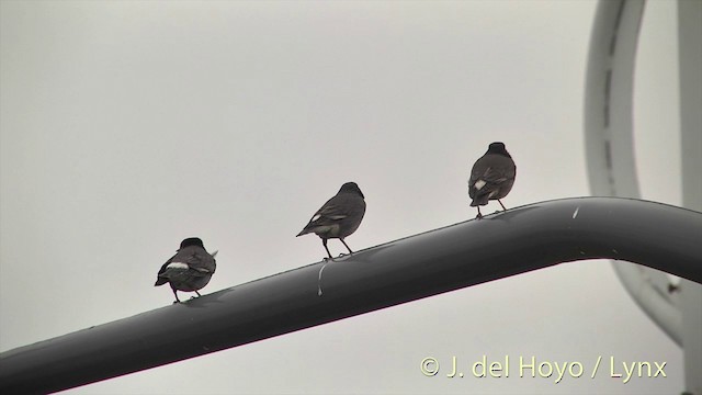 White-cheeked Starling - ML201412131