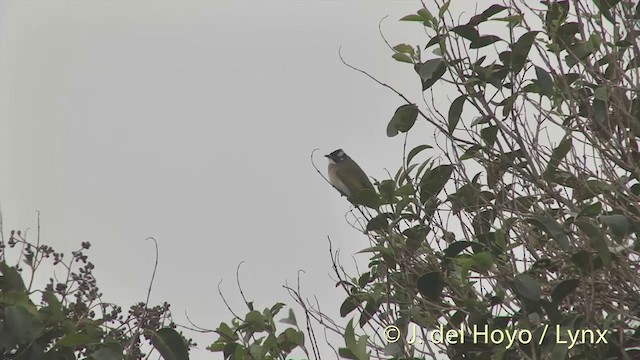 Bulbul Chino (sinensis) - ML201412141