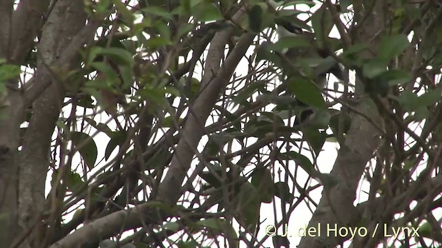 Bulbul de Chine (sinensis) - ML201412151