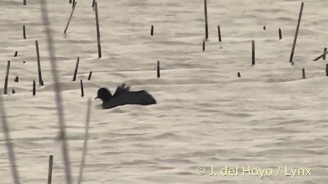 Eurasian Coot - ML201412211